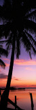 Silhouette of Palm Trees at Dawn, Pine Island, Lee County, Florida, USA Photographic Print by Panoramic Images 