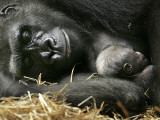 Western Lowland Gorilla, Cradles Her 3-Day Old Baby at the Franklin Park Zoo in Boston Impressão fotográfica Western Lowland Gorilla, Cradles Her 3-Day Old Baby at the Franklin Park Zoo in Boston Impressão fotográfica