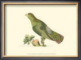 Purple-Tailed Parakeet Prints by George Shaw