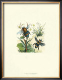 Flight of the Bee II Prints by Sydenham Teast Edwards