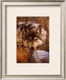 One to One Print by Carl Brenders