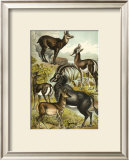 Antelope Posters by Henry J. Johnson