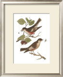 Antique Bird Pair I Art by James Bolton