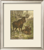 Small Moose Poster by Friedrich Specht