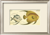 Silver Fish Posters by Marcus Elieser Bloch