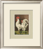 Roosters with Mat VI Prints by Cassell's Poultry Book 