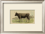 Antique Cow III Posters by Julian Bien