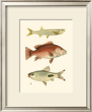 Antique Fish II Posters by Ernest Briggs