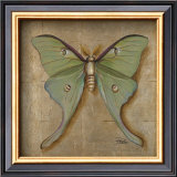 Luna Moth Prints by Patricia Quintero-Pinto