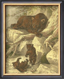 Small Brown Bear Prints by Friedrich Specht