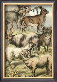 Sheep Posters by Henry J. Johnson