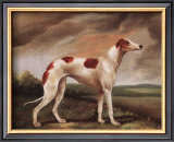 Brown and White Whippit Poster