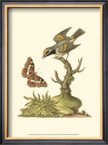Petite Bird Study I Poster by George Edwards