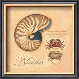 Nautilus Prints by Stephanie Marrott