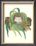 Spotted Fly-Catcher Nest Prints by James Bolton