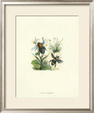 Flight of the Bee II Art by Sydenham Teast Edwards
