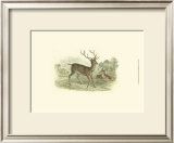 Petite Red Deer Poster by W.h. Lizars