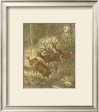 Small Roe Deer Posters by Friedrich Specht