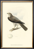 Meyer's Hawk I Poster by Meyer 