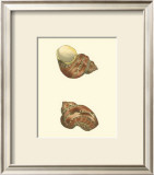 Variegated Turbo Shells Posters by George Shaw