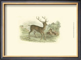 Petite Red Deer Posters by W.h. Lizars