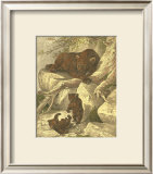 Small Brown Bear Prints by Friedrich Specht