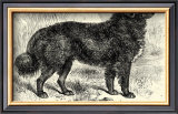 Newfoundland Art