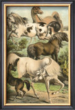 Horse Breeds II Prints by Henry J. Johnson