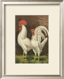Roosters VI Art by Cassell 