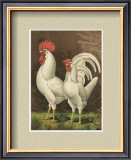 Roosters with Mat VI Prints by Cassell's Poultry Book 