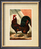 Roosters with Mat V Prints by Cassell's Poultry Book 