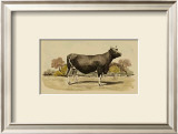 Antique Cow VI Prints by Julian Bien