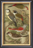 Petite Songbirds II Print by Cassel 