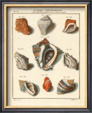 Conchylien Cabinet I Poster by W. Martini