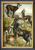 Antelope Posters by Henry J. Johnson