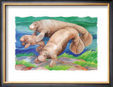 Manatee Family Prints by Paul Brent