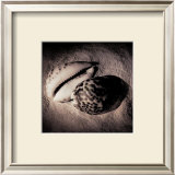 Cowrie Prints by Laurel Wade