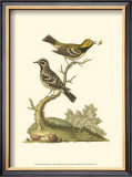 Petite Bird Study II Posters by George Edwards