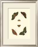 Cramer Butterfly Study II Posters by Pieter Cramer