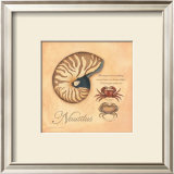 Nautilus Art by Stephanie Marrott
