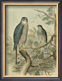 Sparrow Hawk Posters by F.w. Frohawk