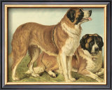 St. Bernard Prints by Vero Shaw