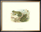 Pair of Frogs I Posters by J. W. Wood