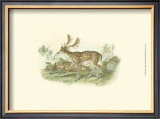 Petite Fallow Deer Art by W.h. Lizars