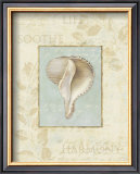 Soothing Words Shells IV Prints by Lisa Audit