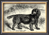 Sussex Spaniel Posters