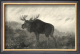 American Moose Prints by R. Hinshelwood