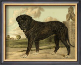 Mastiff Print by Vero Shaw