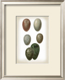 Bird Egg Study VI Prints