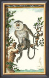Monkey, Mona Prints by Thomas Bell